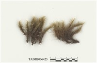 藏品(亞形錦葉苔)的圖片